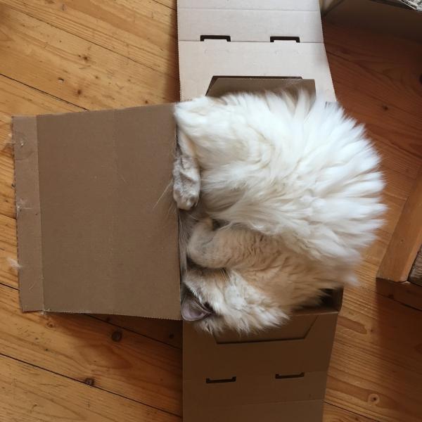 Katze Grace versteckt sich in Kartonschachtel